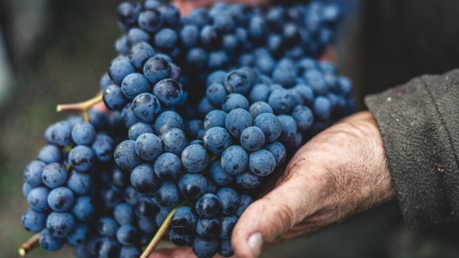 From Florence: Chianti Hills Half-Day Tour with Wine Tasting - Do you stop in a Chianti town too? How the half-day shape works