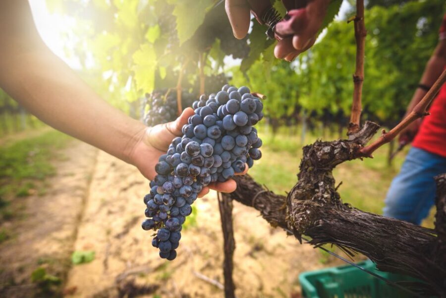 From Florence: Chianti, Montalcino & Montepulciano - Minivan - Key Points Before You Go