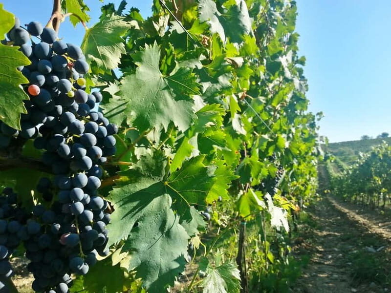 From Florence: Chianti Self-Guided Vespa Tour with Lunch - Price and What You’re Actually Buying at $168.79