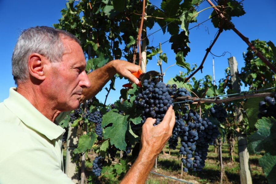 From Florence: Chianti Wine Tour with Tasting - Who Should Book This Chianti Tour (and Who Might Not)