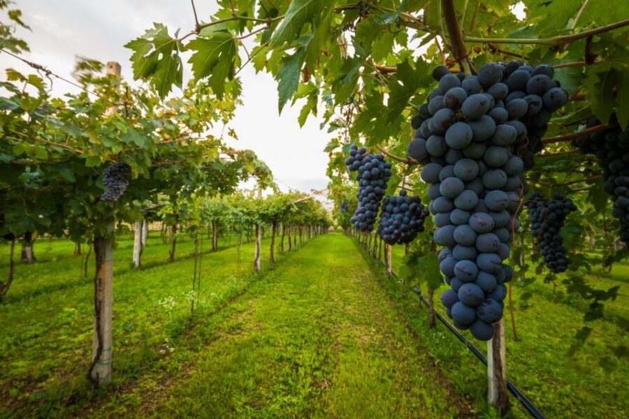 From Florence: Chianti Wine Tour with Tasting - Chianti Hills Without the Hassle: The Core Value