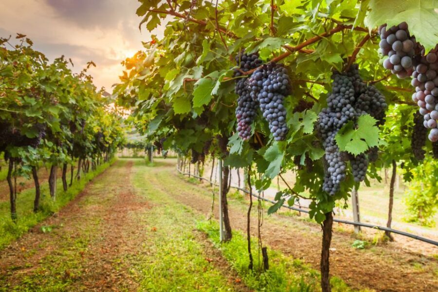 From Florence: Chianti Wine Tour with Tasting - Practical Tips That Make the Day Go Smoothly