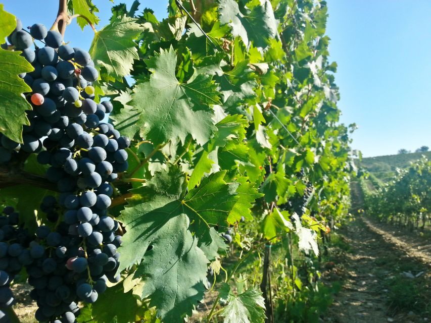 From Florence: Chianti Wine Tour with Tastings - Stop 2 at a family-run organic winery: vineyard slopes, cellars, and an aromatic garden