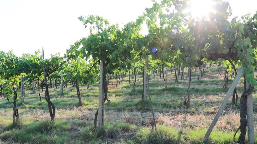 From Florence: Chianti Wine Tour with Tastings - Local products and pecorino: the food that turns tastings into a meal