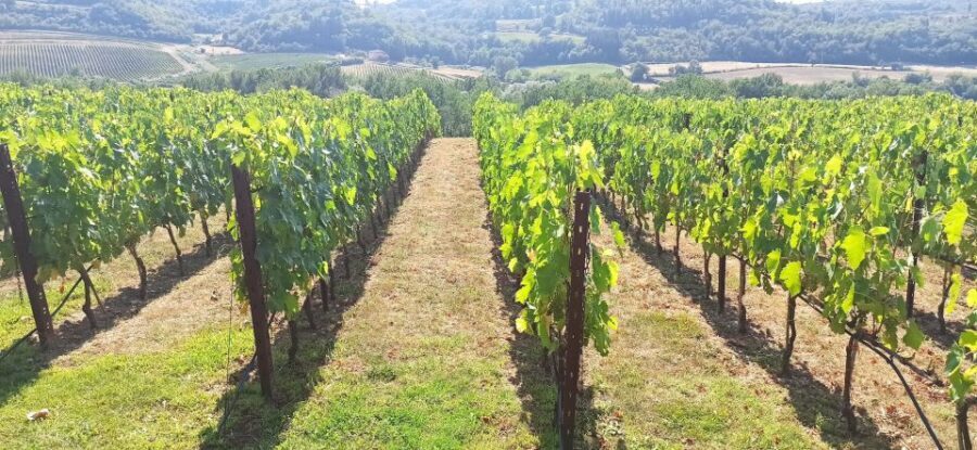 From Florence: Pisa/Chianti Half Day Tour with Wine Tasting - The Chianti farmhouse stop: what makes the tasting feel real