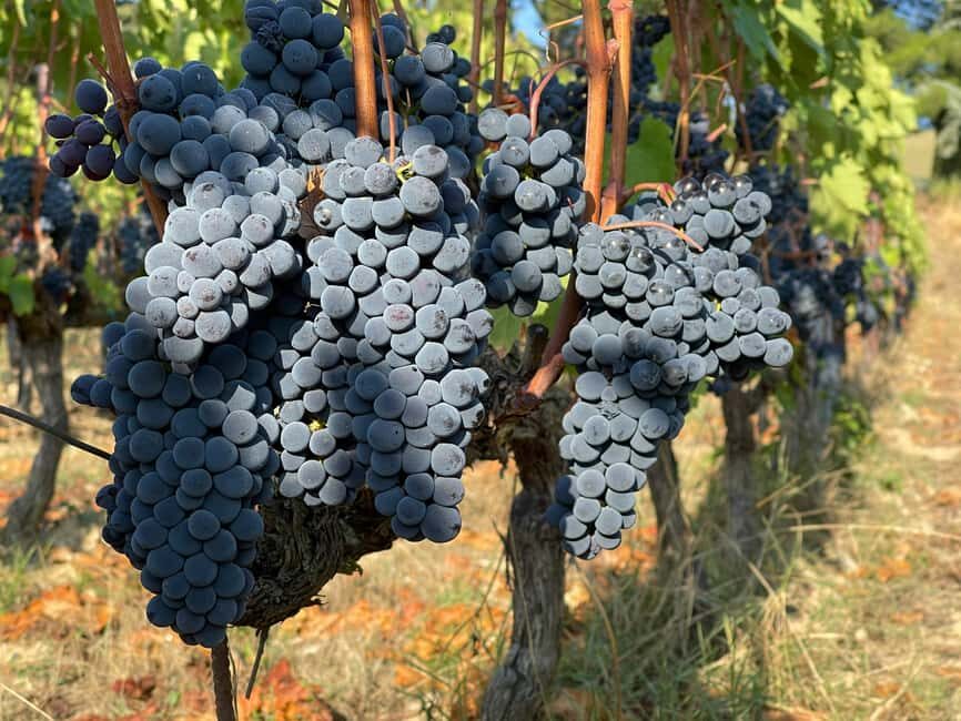 From Florence: Private Half-Day Chianti Tour & Wine Tasting - Price and value: what $330 really covers