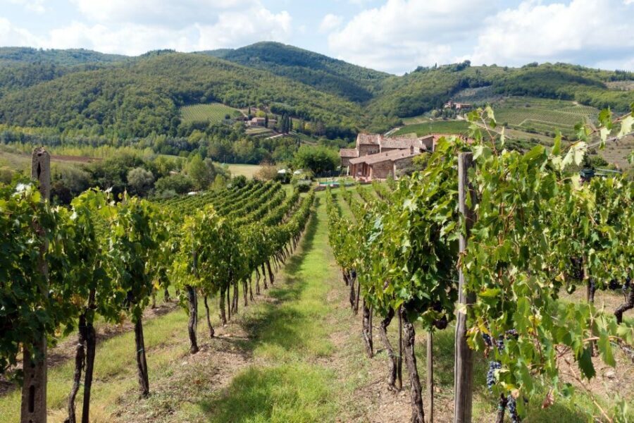 From Florence: Private Wine Tasting Tour in Chianti - Private Chianti Wine Tasting From Florence: The Real-World Setup