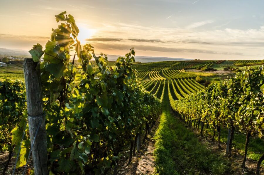 From Florence: Semi Private Deep Wine Chianti San Gimignano - San Michele a Torri: A Family-Run Estate and Chianti Variety