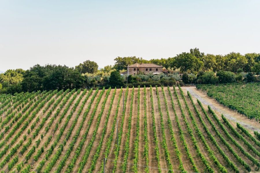 From Florence: Small Group Wine Tasting Tour to Tuscany - Second Winery Stop: Comparing Styles With Local Antipasto Pairings