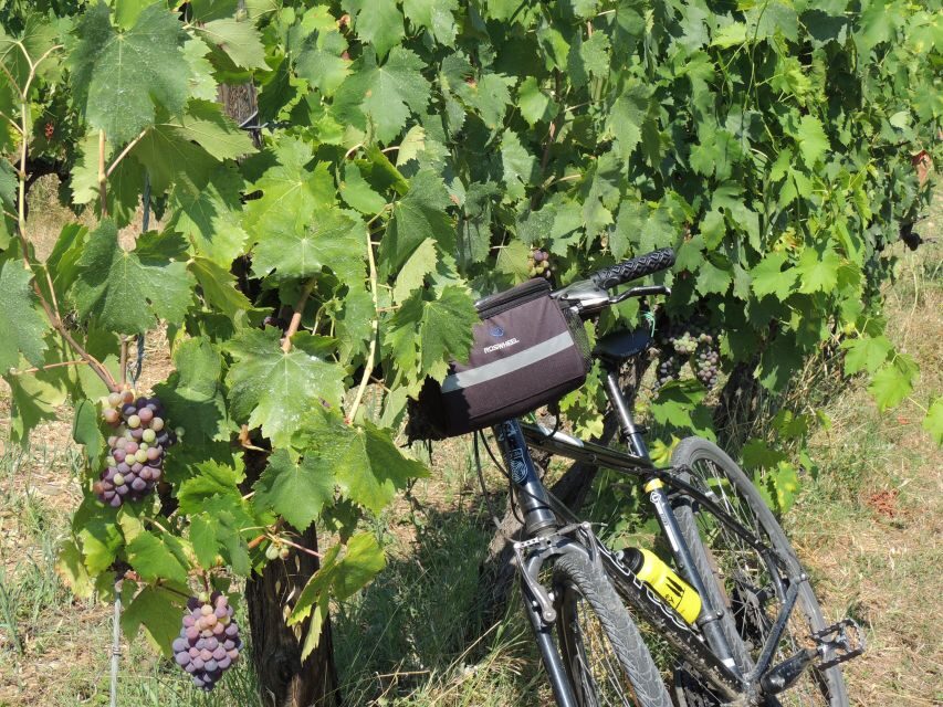 From Florence: Tuscan Hills Biking with Farm Tour and Lunch - Lunch with wine and olive oil tasting that actually fits the day