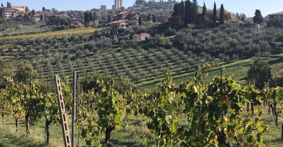 From Livorno: Shore Excursion to Chianti and San Gimignano - Greve-in-Chianti and Macelleria Falorni: wild boar and pecorino in real life