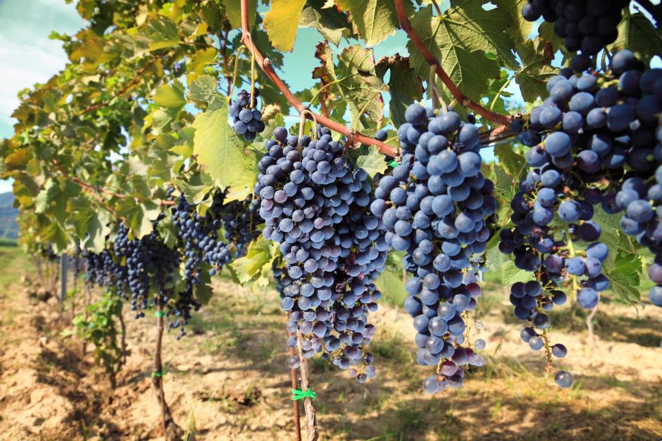 From Pisa or Lucca: Half-Day Tuscany Chianti Wine Tasting - Key things that make this Chianti tasting worth it