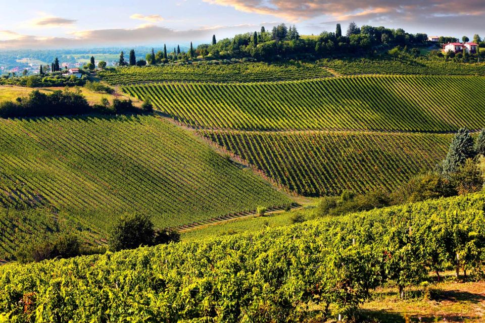 From Pisa or Lucca: Half-Day Tuscany Chianti Wine Tasting - Organic wine talk: why this explanation style helps you choose what to drink