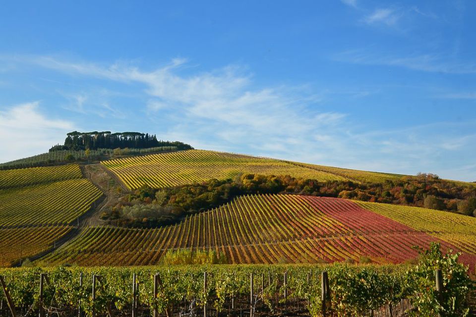 From Pisa or Lucca: Half-Day Tuscany Chianti Wine Tasting - Should you book this Chianti tasting tour?