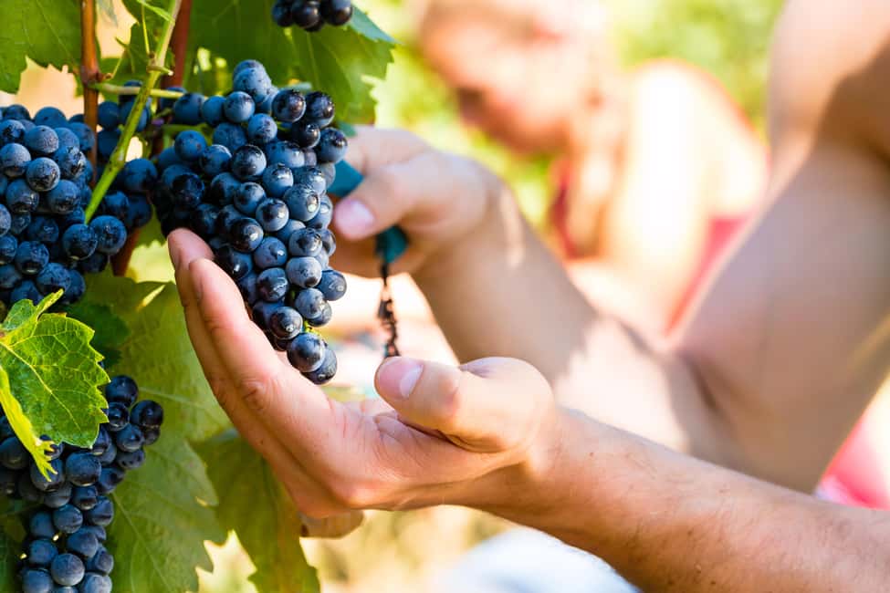 From Pisa or Lucca: Half-Day Tuscany Chianti Wine Tasting - FAQ