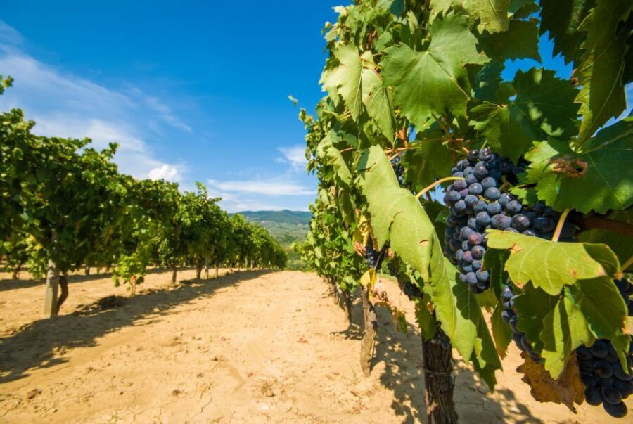 From Rome: Private Tuscany Day Trip - Val d’Orcia: the quick scenery stop that makes the day feel Tuscan