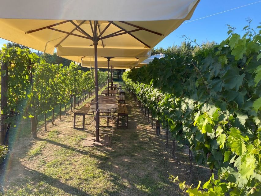 From Rome: Siena and S. Gimignano, Tuscany Wine One Day Tour - Should you book this Siena and San Gimignano wine tour?