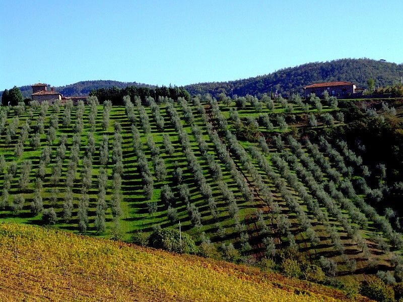 From Siena: Chianti and Castles Tour with Wine Tastings - Value for money: is $100 a fair deal?
