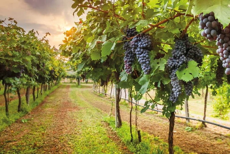 From Siena/Chianti: Dinner & Drinks in the Chianti Vineyards - Candle-lit dinner under the stars: 4 courses that feel Tuscan