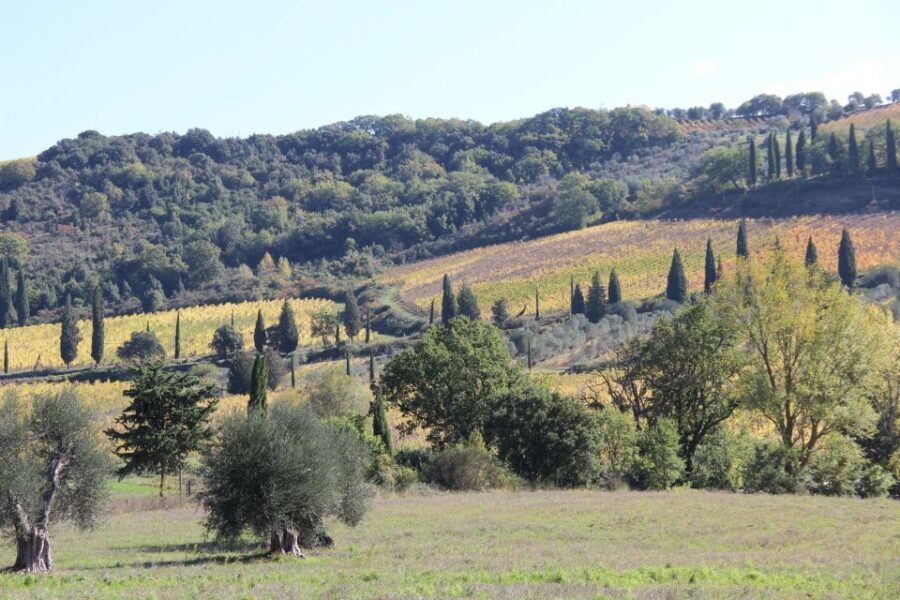 From Siena: Chianti Wine Tour with Lunch - Second estate in the afternoon: Chianti Classico focus