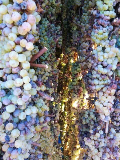 From Siena: Chianti Wine Tour with Lunch - Price and value for a full 8-hour wine-and-history day