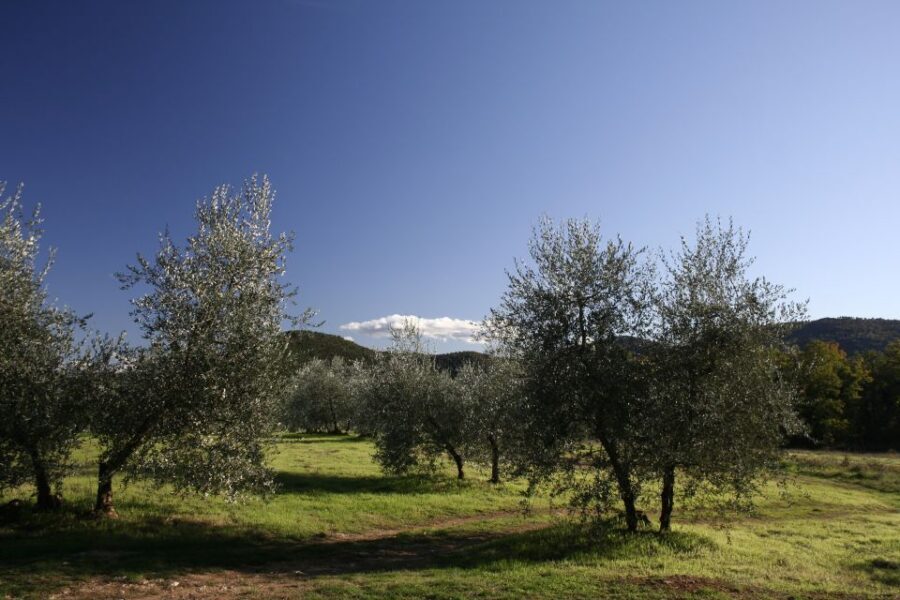 From Siena: Chianti Wine Tour with Lunch - The Chianti winery stop: Ricasoli, cellars, and real tasting