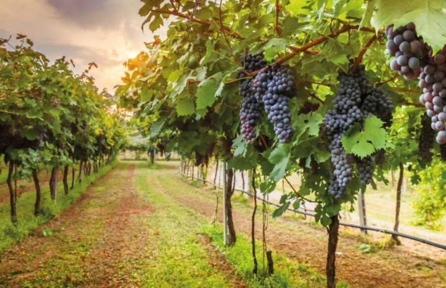From Siena: San Gimignano, Chianti, and Montalcino Day Trip - Key things you’ll care about