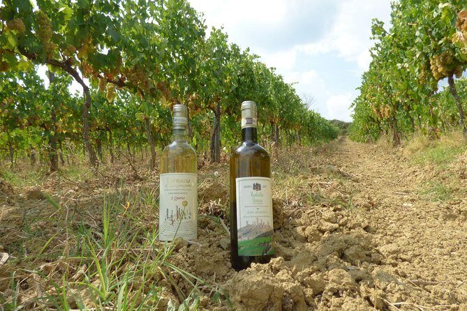 Gourmet Wine Tour San Gimignano Wine Tasting - San Quirico Winery - Why San Quirico Winery is a smart pick for a short San Gimignano day