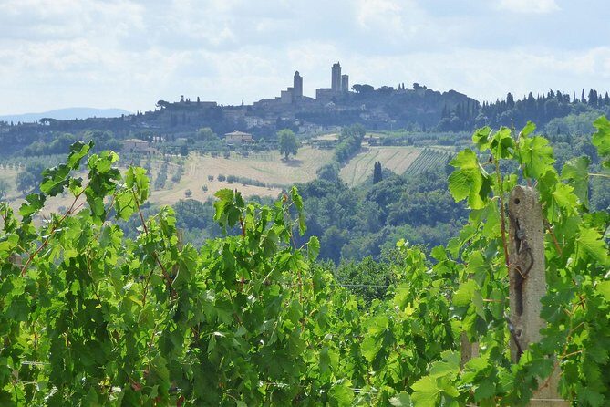 Gourmet Wine Tour San Gimignano Wine Tasting - San Quirico Winery - Who this private San Gimignano wine tour is best for