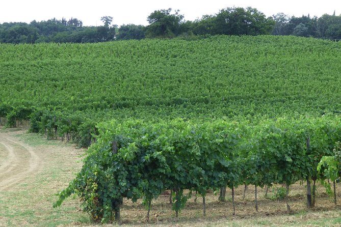Gourmet Wine Tour San Gimignano Wine Tasting - San Quirico Winery - Value at about $38: why the short timing can be a feature