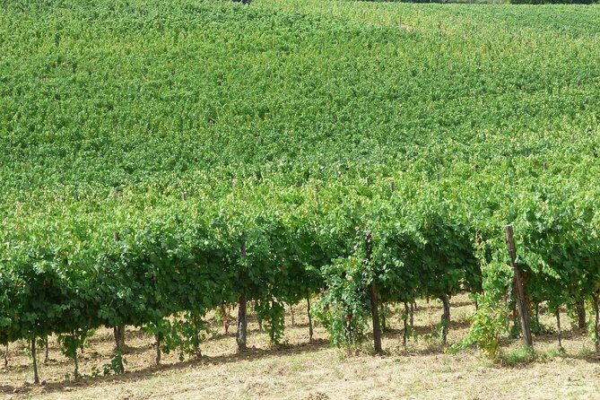 Gourmet Wine Tour San Gimignano Wine Tasting - San Quirico Winery - The wine store stop: take home bottles and olive oil at a discount