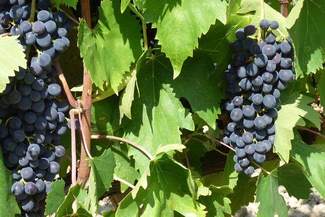 Gourmet Wine Tour San Gimignano Wine Tasting - San Quirico Winery - The flow of the 45-minute tasting: cellar tour first, then four wines