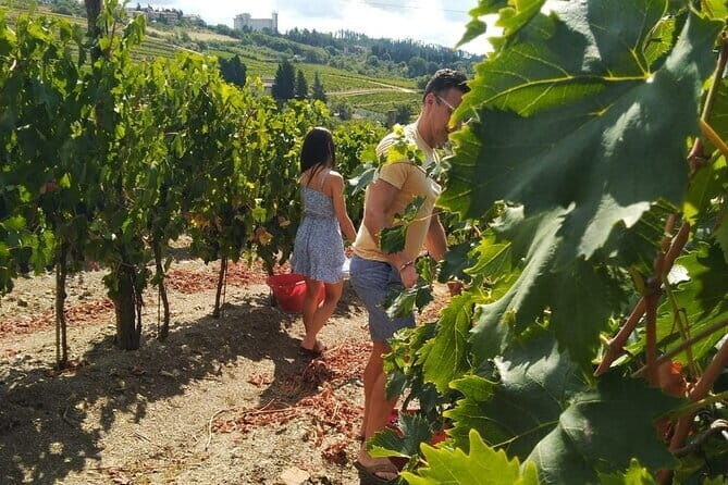 Grape Stomping and Wine Tasting in Tuscany - Winery tour and grape-to-bottle explanation without the rush