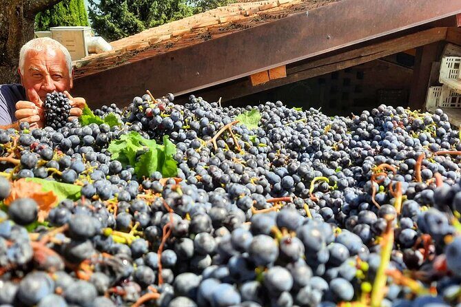 Greve in Chianti Wine Tasting and Winery Tour - The 90-minute Greve in Chianti setup (and what you really get)