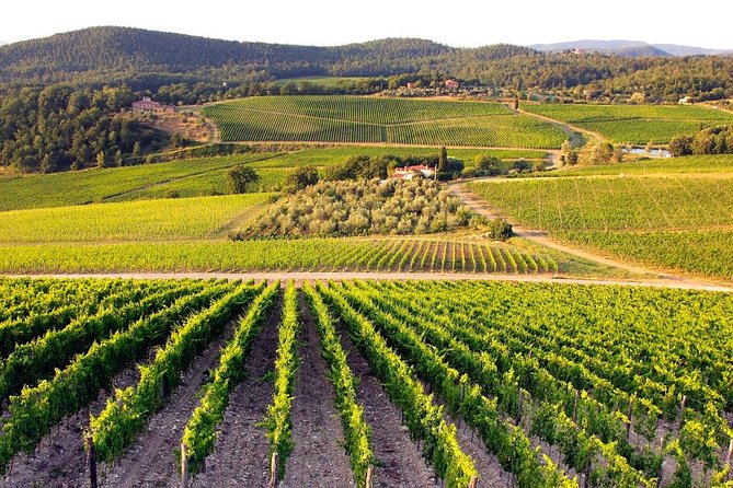 Half Day Tour Chianti Winery with San Gimignano - San Gimignano plus Casa Emma: the real shape of the day