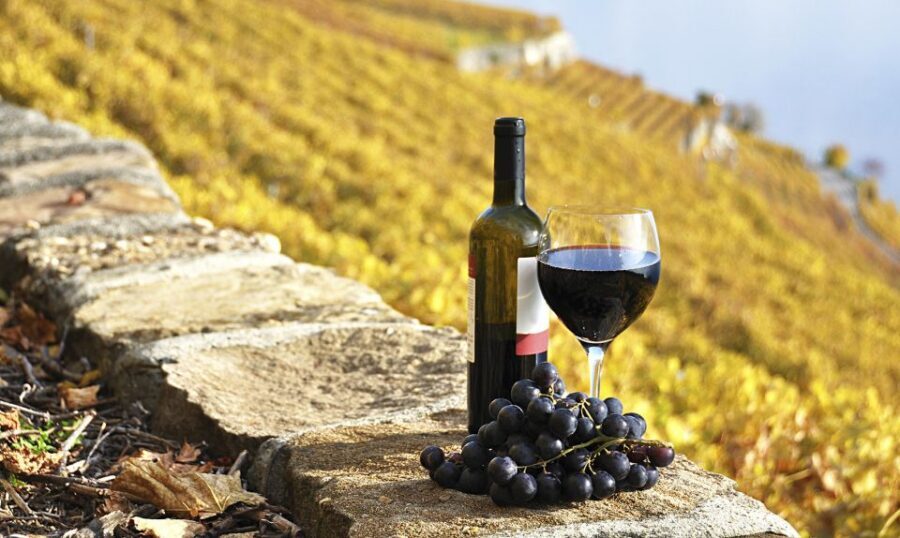 Half-Day Tour from Florence: Chianti Colors & Flavors - Who This Tour Is Best For (and Who Should Skip It)