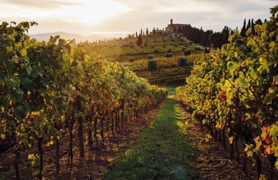 Half-Day Tour from Florence: Chianti Colors & Flavors - What You’ll Taste: Chianti Reds, Whites, Olive Oil, and Balsamic