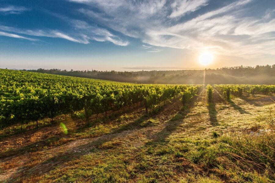 Half-Day Tour from Florence: Chianti Colors & Flavors - Transportation, Time, and the $133.68 Value Check