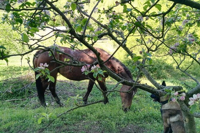 Horse ride in the Mugello (transfer from / to Florence) and Tuscan aperitif - Barberino di Mugello Countryside Walk: Why the First Hour Matters