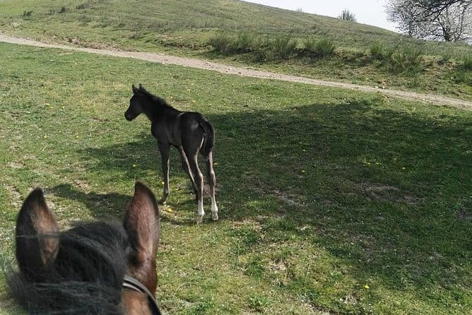 Horse ride in the Mugello (transfer from / to Florence) and Tuscan aperitif - Tuscan Aperitif Snacks: Cold Cuts, Cheeses, and Wine