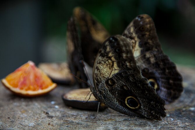 House of the Butterflies of the Collodi Pinocchio Polycentric Park - Key Highlights You Should Know Before You Go