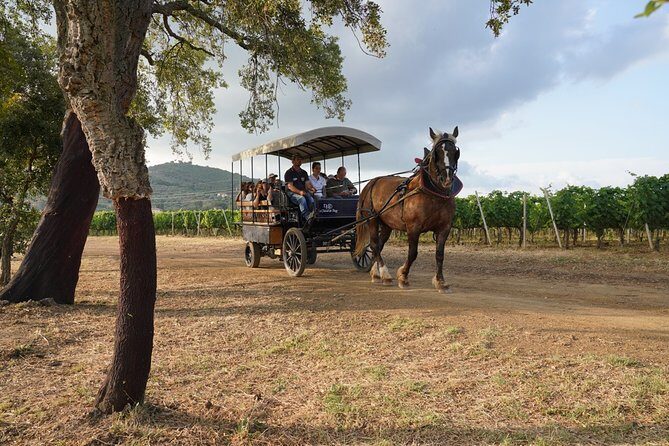 In a carriage among the vineyards, visit of the cellar, tasting of organic wines. - Tenuta Casadei in Suvereto: a wine visit with room to breathe