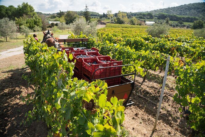 In a carriage among the vineyards, visit of the cellar, tasting of organic wines. - The tasting of 3 Casadei organic wines with local artisan products