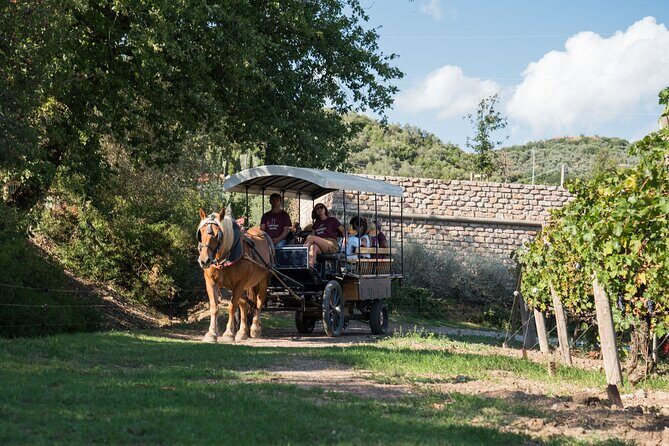 In a carriage among the vineyards, visit of the cellar, tasting of organic wines. - Price and value: is $89.01 worth it?