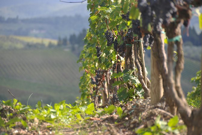 It's Wine Time! 2 wineries & farm-to-table lunch—max 8 pp - Transportation: Relaxed Day Trips Without a Rental Car Headache