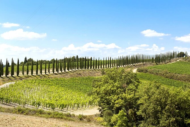 Livorno shore excursion: Bolgheri and Supertuscan private tour - Lunch and food time: where this tour feels more local than scripted