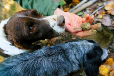 Luck and Patience: truffle hunting in Tuscany - Truffle Hunting in Tuscany Starts With Patience, Not Promises