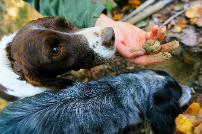 Luck and Patience: truffle hunting in Tuscany - Truffle Hunting in Tuscany Starts With Patience, Not Promises