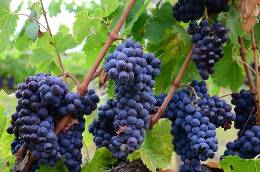 Montalcino: Brunello Wine Tasting Experience - Why a medieval castle tasting feels like good value in Montalcino