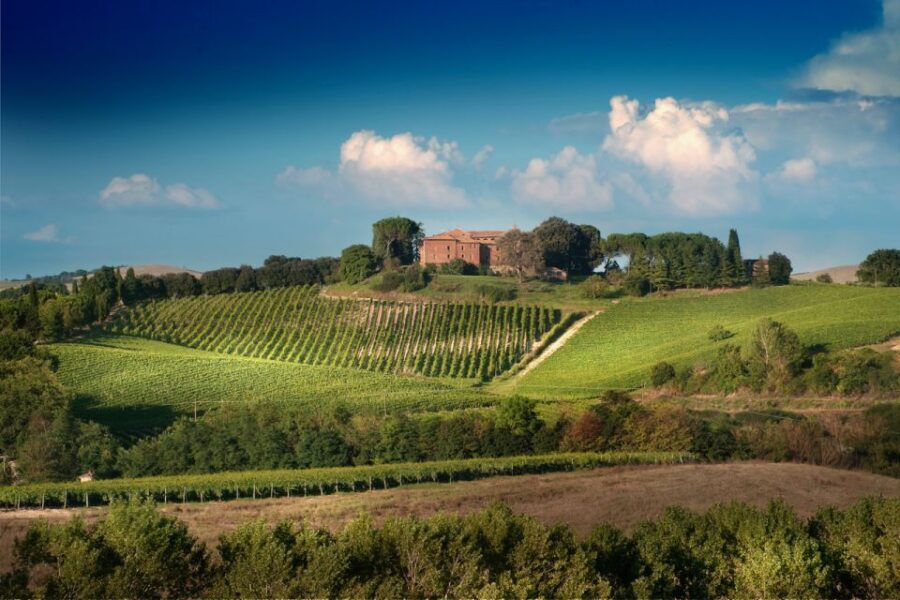 Montalcino: Brunello Wine Tasting Experience - Vineyard walk first: what you’ll learn before you sip